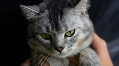 Ciekawostki o tym, dlaczego koty nie akceptują innych kotów na swoim terytorium